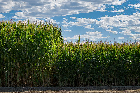 BayerShortCornTrial_Idaho2023_47