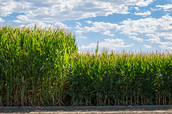 BayerShortCornTrial_Idaho2023_48
