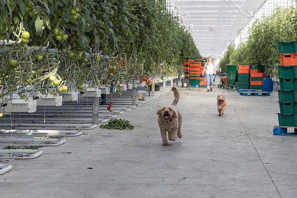 DeRuiter2024_ON_RidgeFarms_57