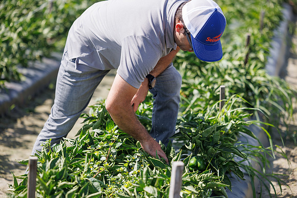 Seminis2024_FL_Felda_79
