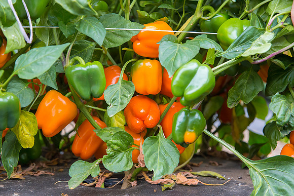 SweetPeppers_SV3936PS_CA_0017