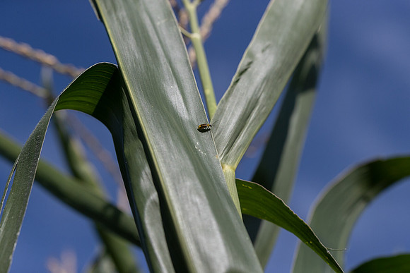 CornRootworm_37