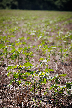 ThryvOn_2022_GriggsFarms_cdp_110