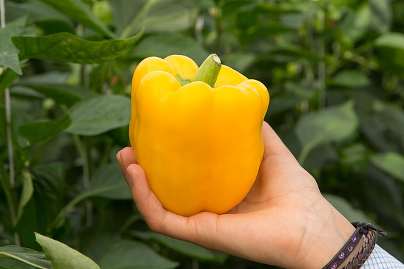 BellPepper_Striker_MX_0044