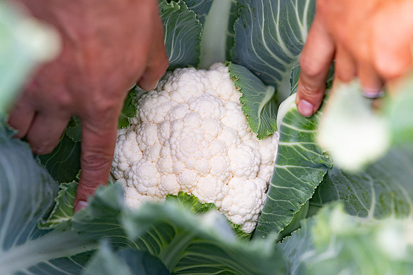 Cristex_Cauliflower_25