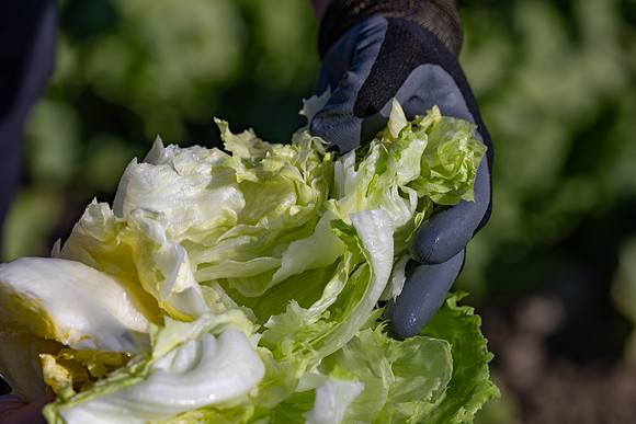 Moneyball_Lettuce_101