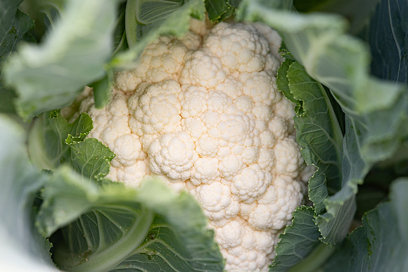 Cristex_Cauliflower_6