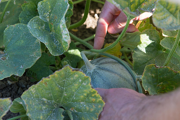 Melon_OrangeBeauty_CA_0045