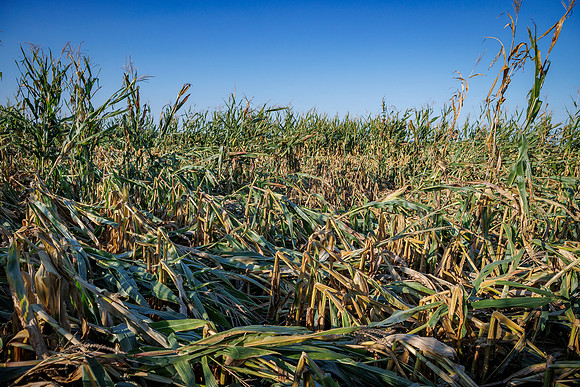 ShortCorn_LibertyIL_cdp_71