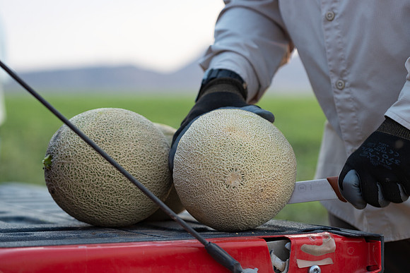 Seminis2021_AZ_985