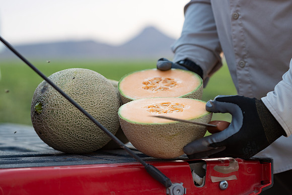 Seminis2021_AZ_992
