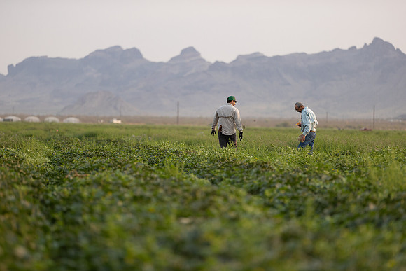 Seminis2021_AZ_1205