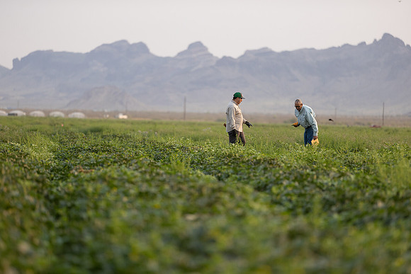 Seminis2021_AZ_1208