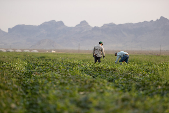 Seminis2021_AZ_1213
