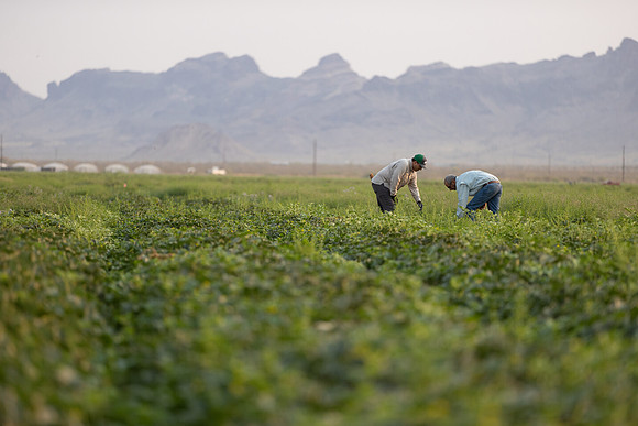 Seminis2021_AZ_1216