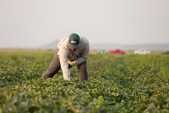 Seminis2021_AZ_1499