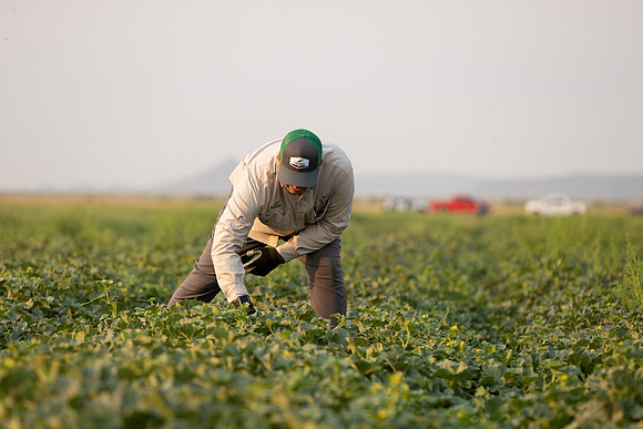 Seminis2021_AZ_1500