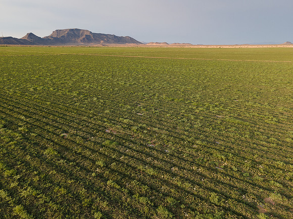 Seminis2021_AZ_3628