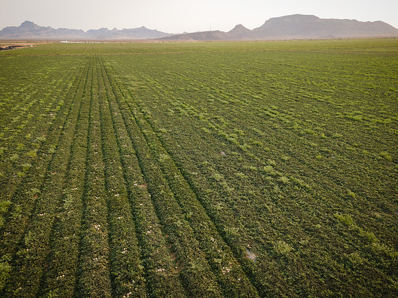 Seminis2021_AZ_3660