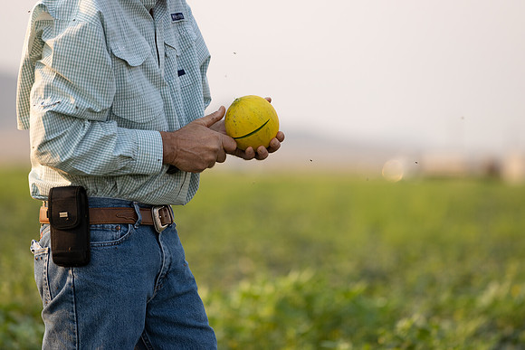 Seminis2021_AZ_1545