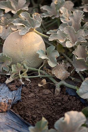 Seminis2021_AZ_2068