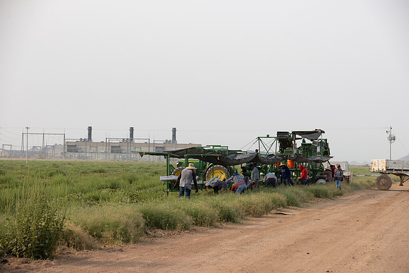 Seminis2021_AZ_2574