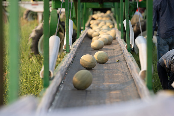 Seminis2021_AZ_2629