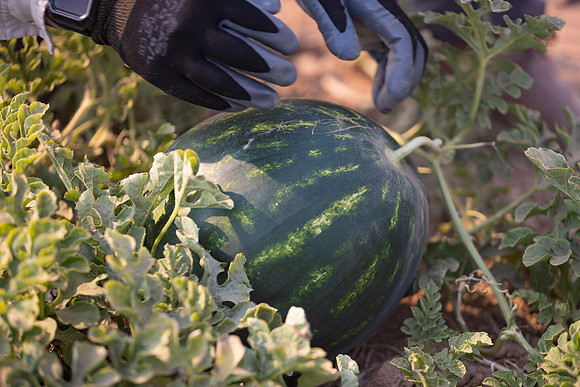 Seminis2021_AZ_3186