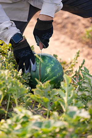 Seminis2021_AZ_3217