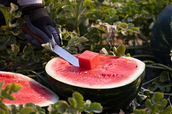 Seminis2021_AZ_3437