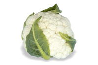 Cauliflower_Kurdivex_CA_0057