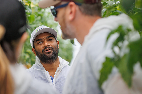 Tomato_DeRuiter_Kingsville_2022_341