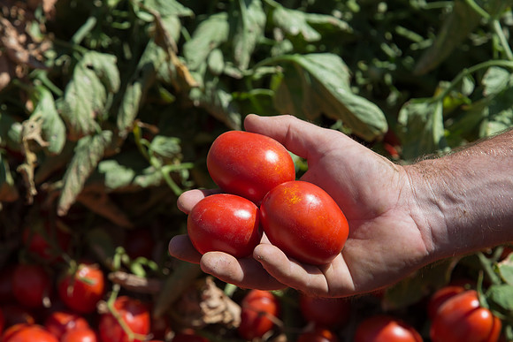 Tomato_SV0599TM_CA_00012