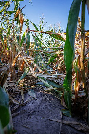 ShortCorn_LibertyMO_cdp_53