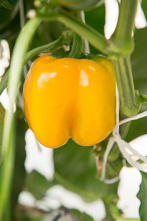 BellPepper_Luzon_MX_0027