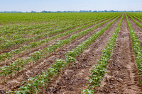 ThryvOn_2022_TurnageFarms_cdp_78
