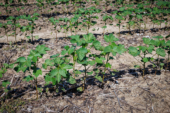 ThryvOn_2022_TurnageFarms_cdp_152