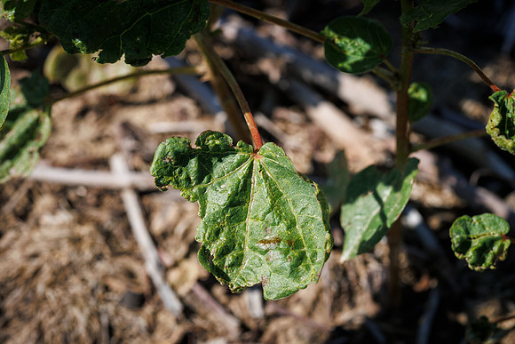 ThryvOn_2022_TurnageFarms_cdp_168