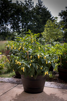 HotPepper_RioDeOro_0011