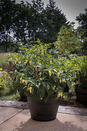 HotPepper_RioDeOro_0011
