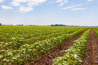ThryvOn_2022_TurnageFarms_cdp_76
