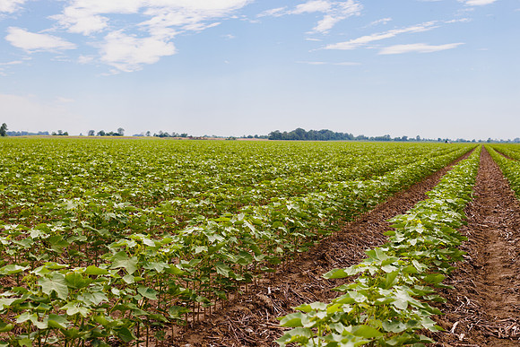 ThryvOn_2022_TurnageFarms_cdp_76