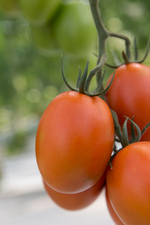 Tomato_4179_MX_0011