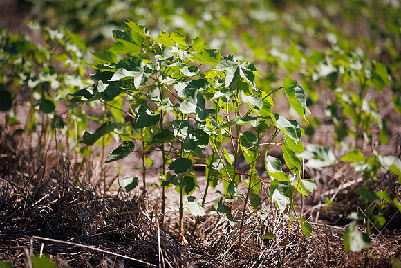 ThryvOn_2022_GriggsFarms_cdp_39