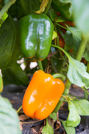 SweetPeppers_SV3936PS_CA_0047