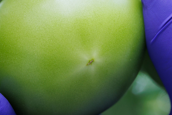 Tomato_DeRuiter_Kingsville_2022_371