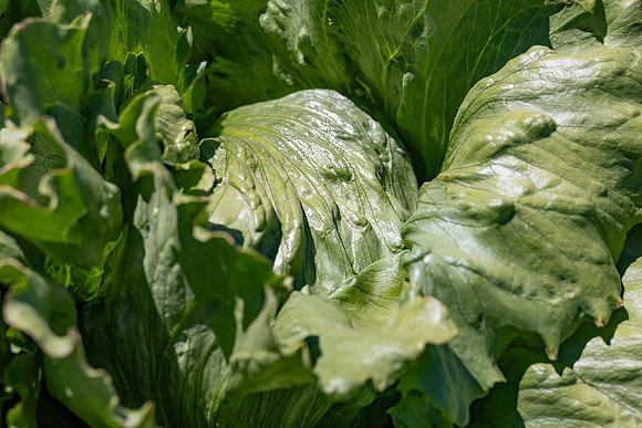 Moneyball_Lettuce_118
