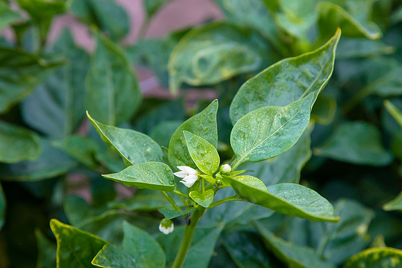 SweetPeppers_SV3936PS_CA_0049