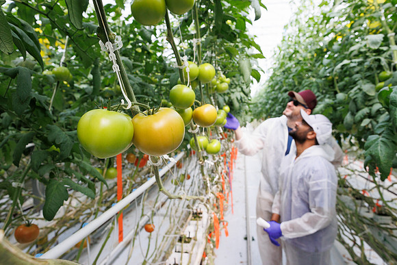 Tomato_DeRuiter_Kingsville_2022_439