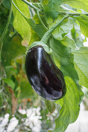 Eggplant_Dahlia_4-2